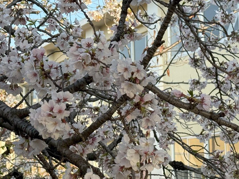 桜